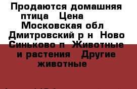 Продаются домашняя птица › Цена ­ 350 - Московская обл., Дмитровский р-н, Ново-Синьково п. Животные и растения » Другие животные   